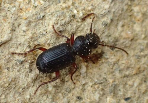 Carterus fulvipes